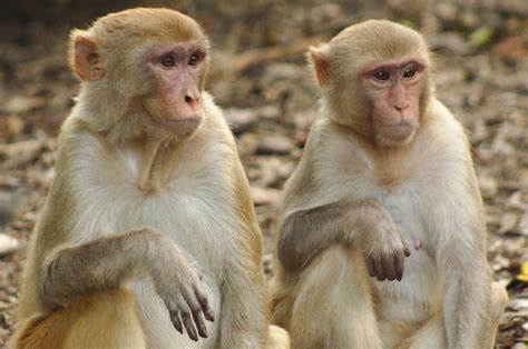 The mysterious bond between monkeys and magic tricks revealed